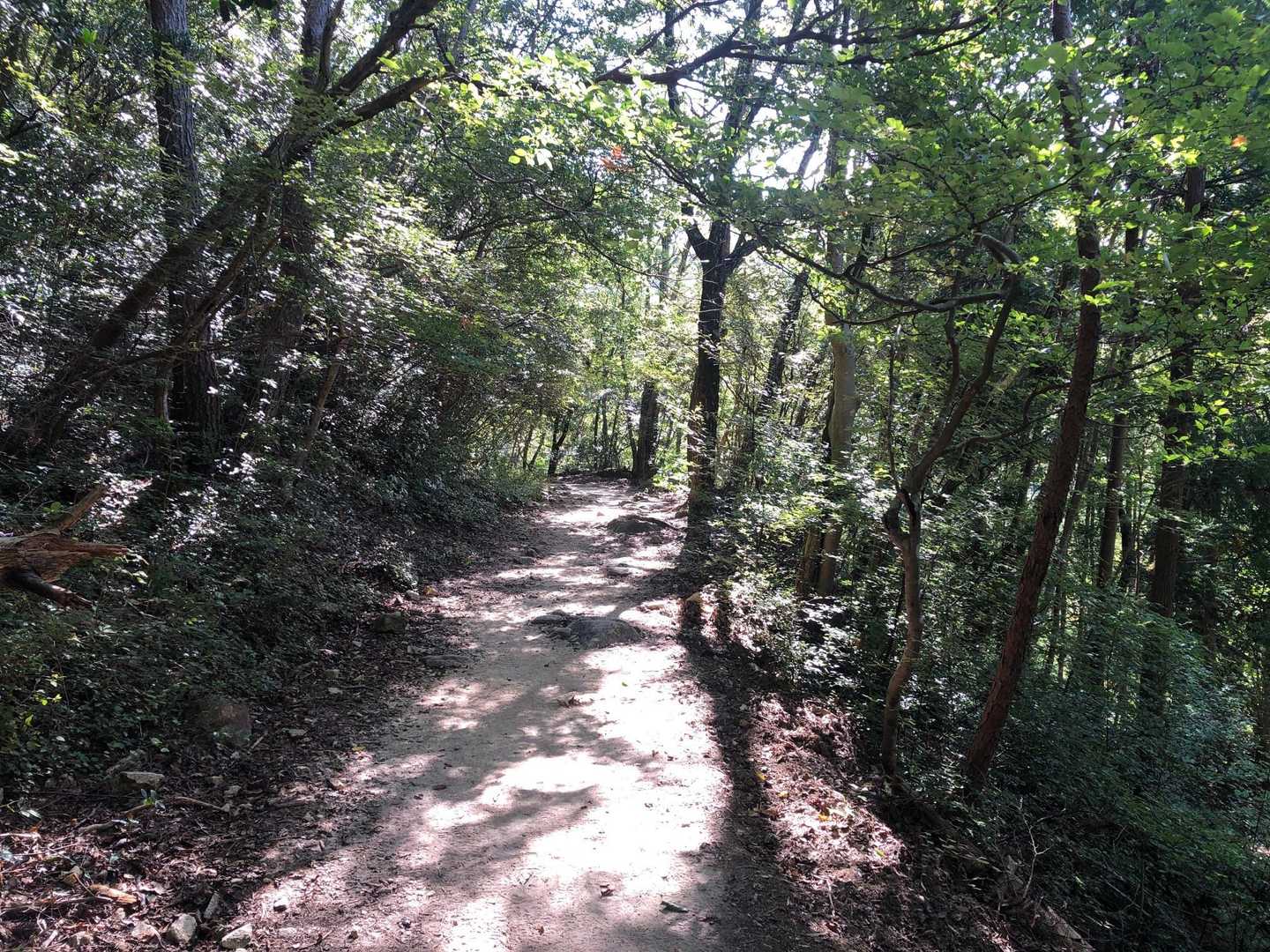 魚屋道で有馬へ下山
昔の人ってお魚のこと「オトト」って言うよね
おっとっと🐟