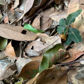 ここにもシュスランの🌱☑️