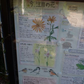 今注目の花
絵に味がある。
愛情を感じます。