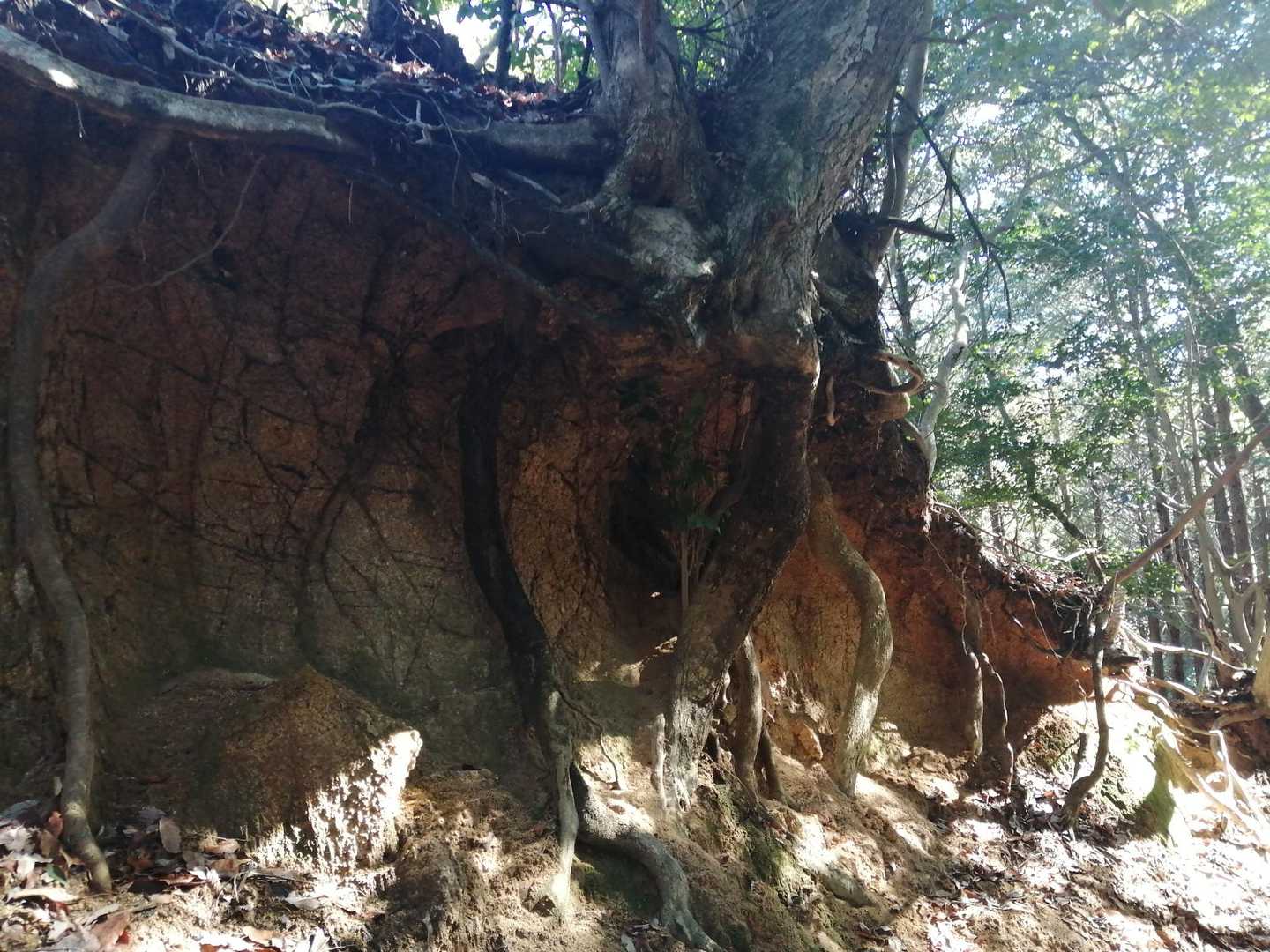 同じ道を通って下山。
ここは土が削れてしまって木の根が半分くらい見えてる😮
木の根のはずの所から葉が生えていました、逞しいです✨

途中に大好物の鎖場もあり楽しく過ごせました、感謝です😊