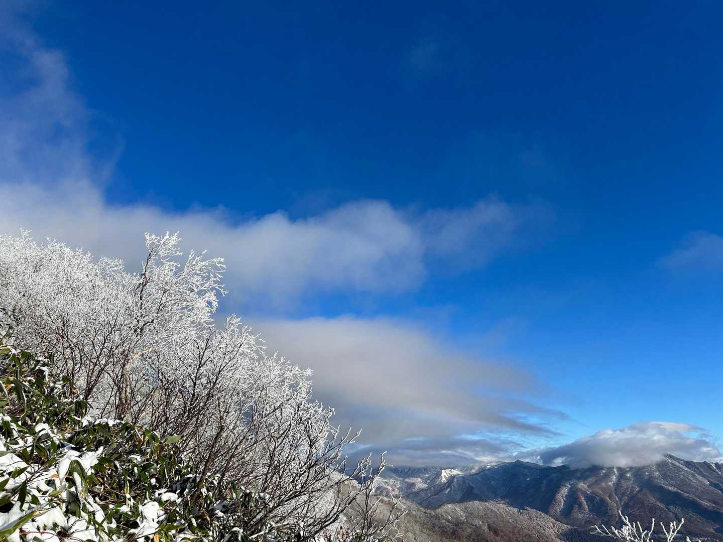樹氷