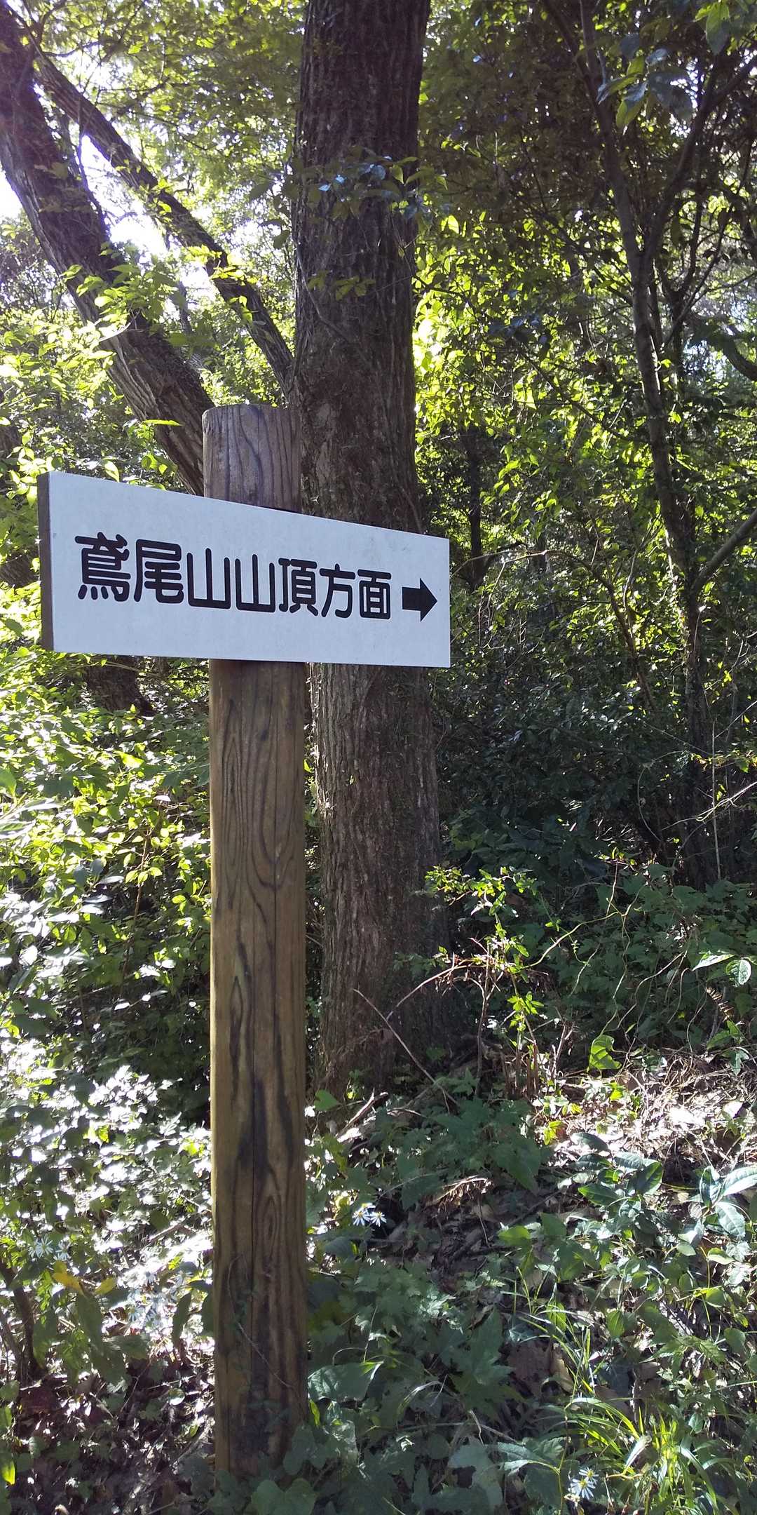 鳶尾山 往復コースの写真