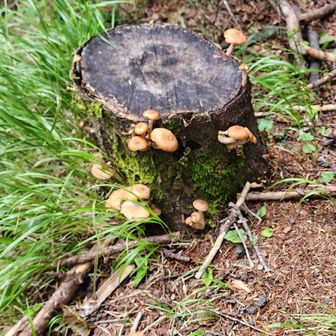 🍄いっぱい