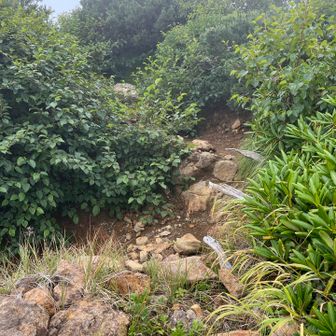 中岳方面から阿弥陀岳ピークを目指す一般登山道に合流しました。合流後すぐに阿弥陀岳ピークです。