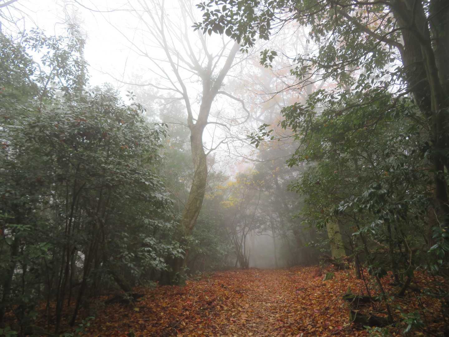 そして、いつの間にか、ガスに包まれていった登山道、、、