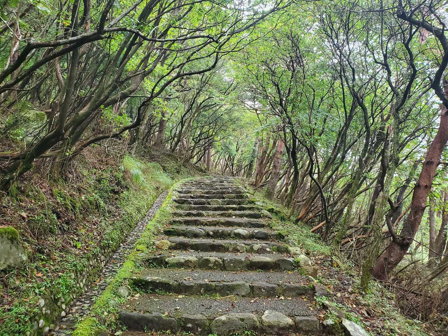 “白鳥の頂に手が届かなかった者、白鳥の湯と鶏南蛮なるもの食うべからず！”
そんな声が聞こえてきそうな？素晴らしい光景に思わずカシャ📷✨