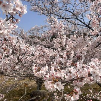 本数は少ないけど、満開です🌸