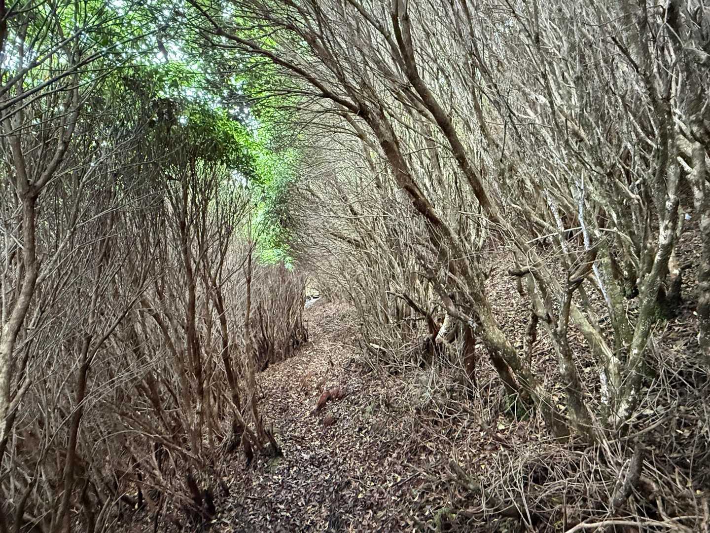 石楠花の次はアセビのトンネル✨