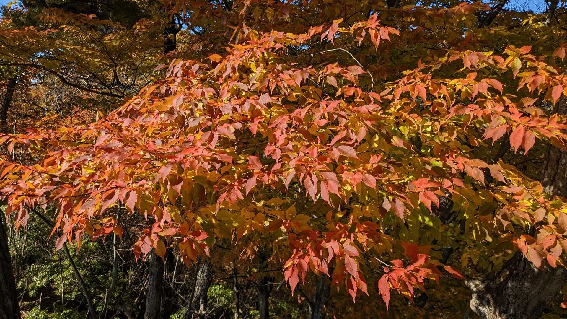 小ピークには真っ赤な🍁🍁🍁