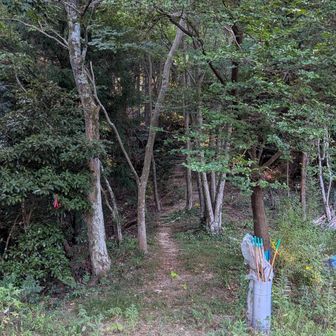朝の登山が癒されるね
野登呂山までまあまああるよ
標高差100mくらいかな？