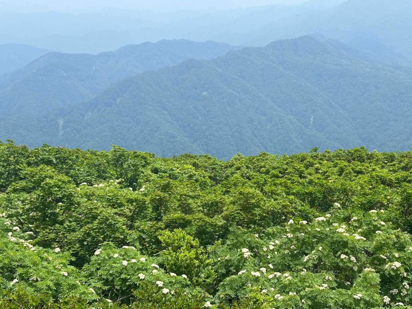 極楽平を抜けると広がる山並みに
テンション⤴️⤴️
満開のナナカマド