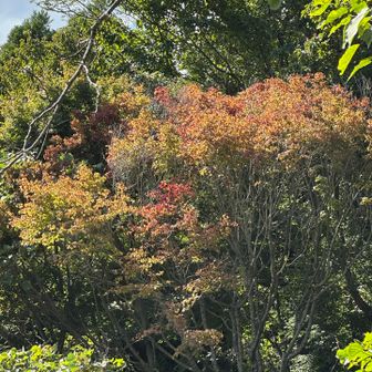 こんな風に…🍁🍁🍁