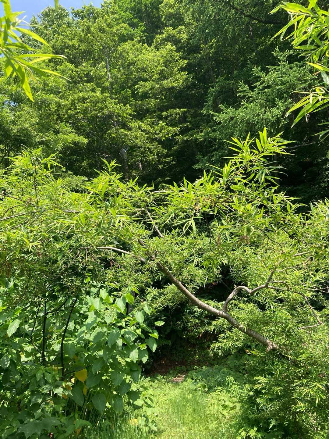 深くなった緑のトンネルへ突入🌳
