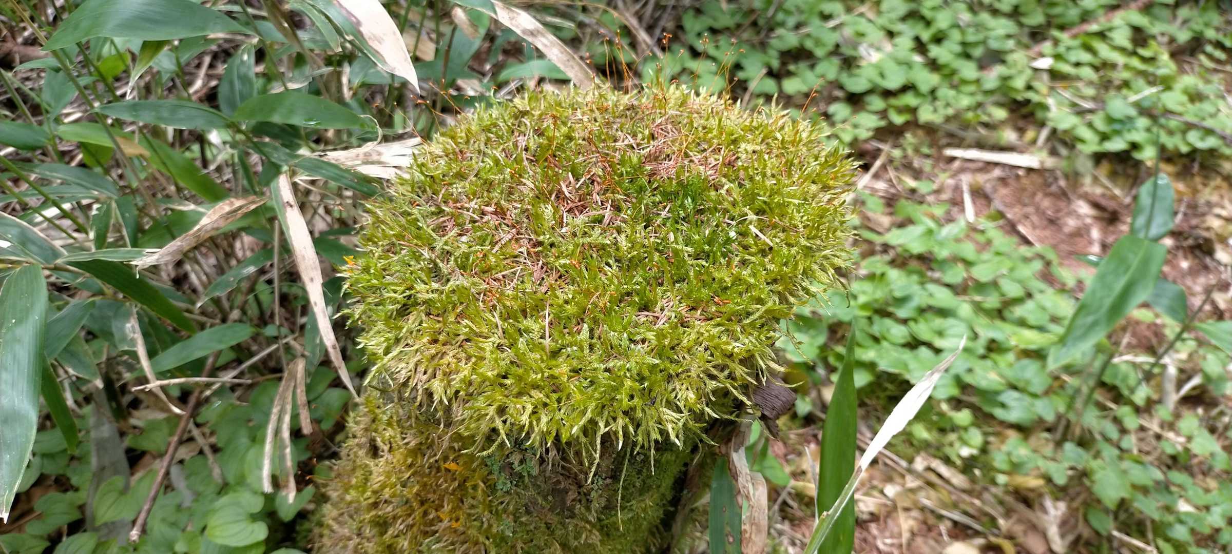 苔いっぱい