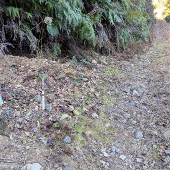 しばらく林道歩き