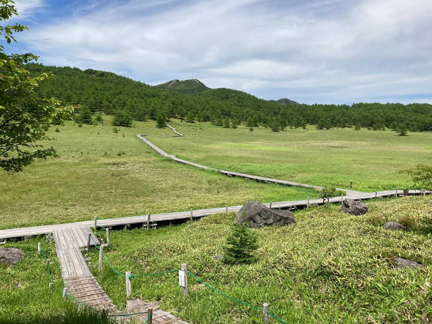 湿原の様子