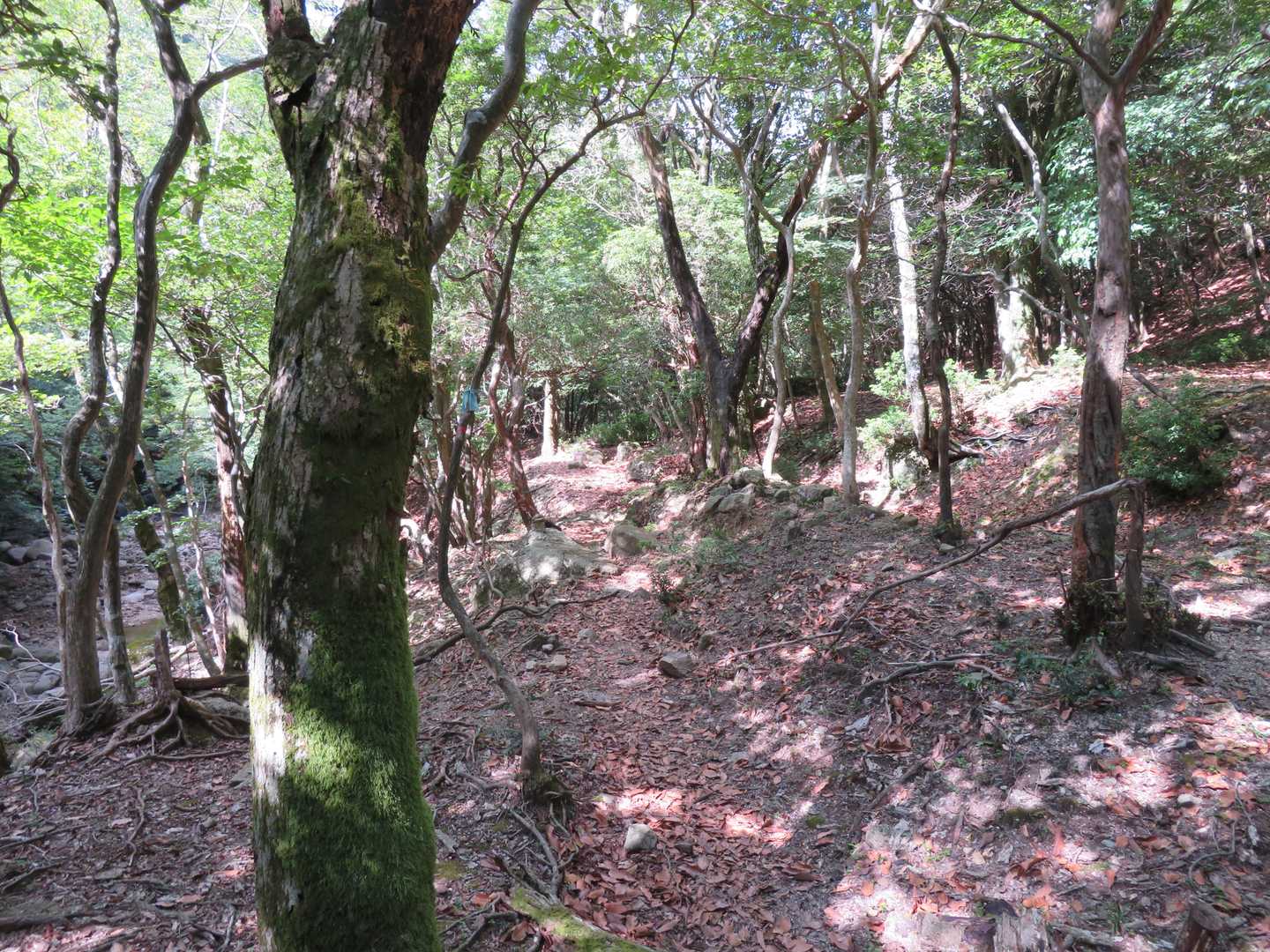道らしき踏み跡がたくさんあって間違いやすいので沢をから離れないように注意して