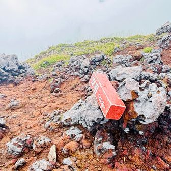 山頂標識の下はカメムシのお家でした🏠