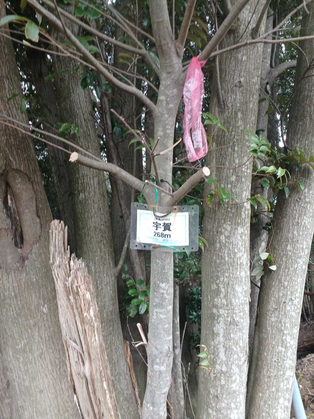 宇賀山頂