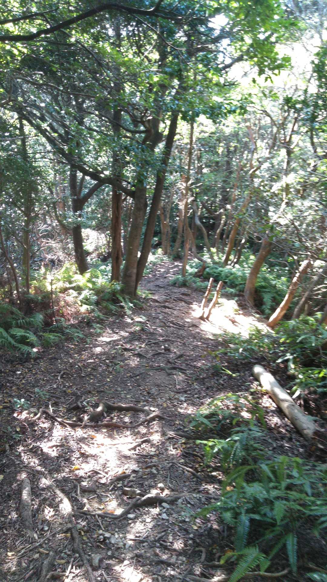 尾根道が続きます