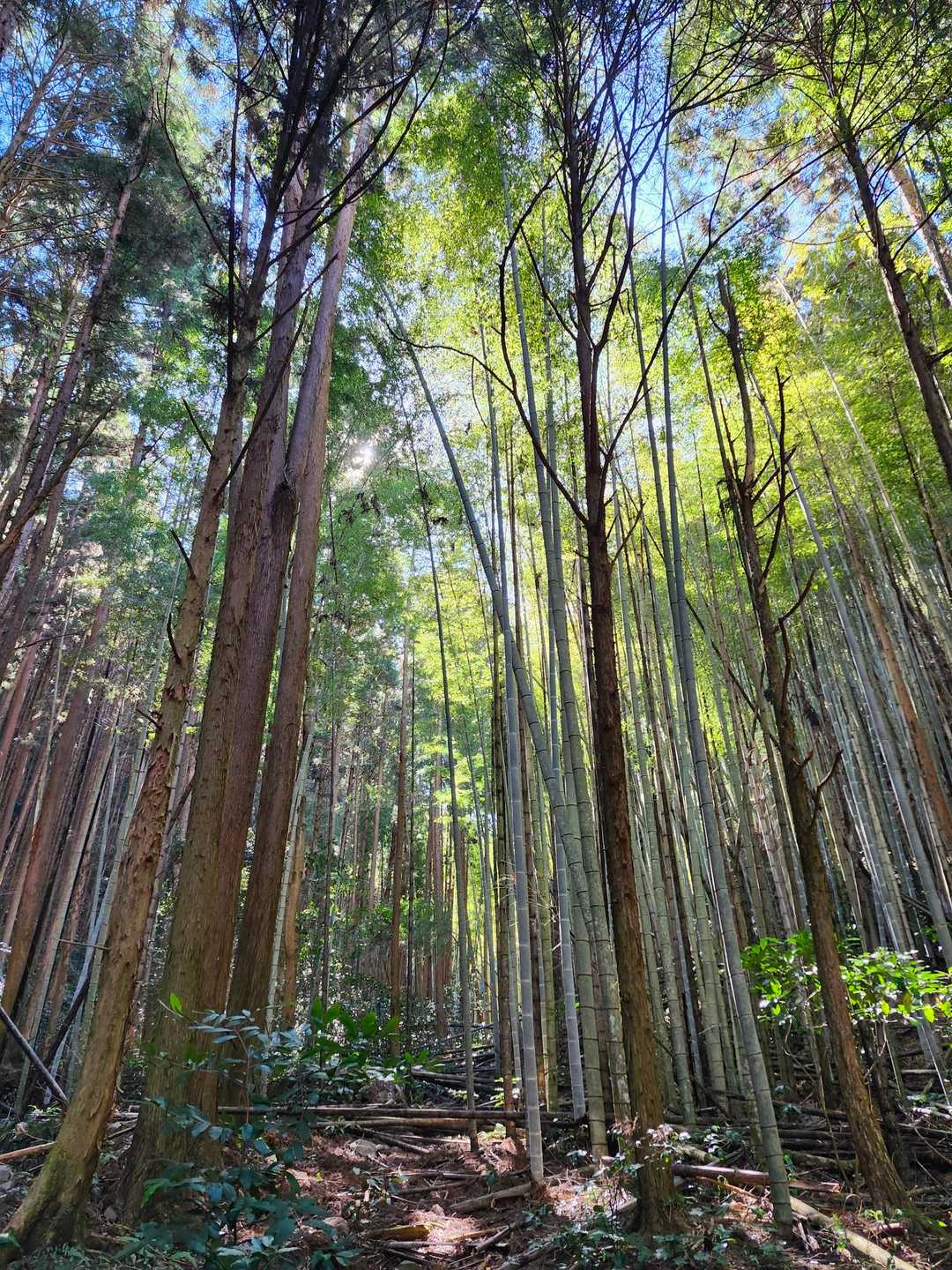 土佐遍路道入口-塚地峠-茶臼山 往復コースの写真