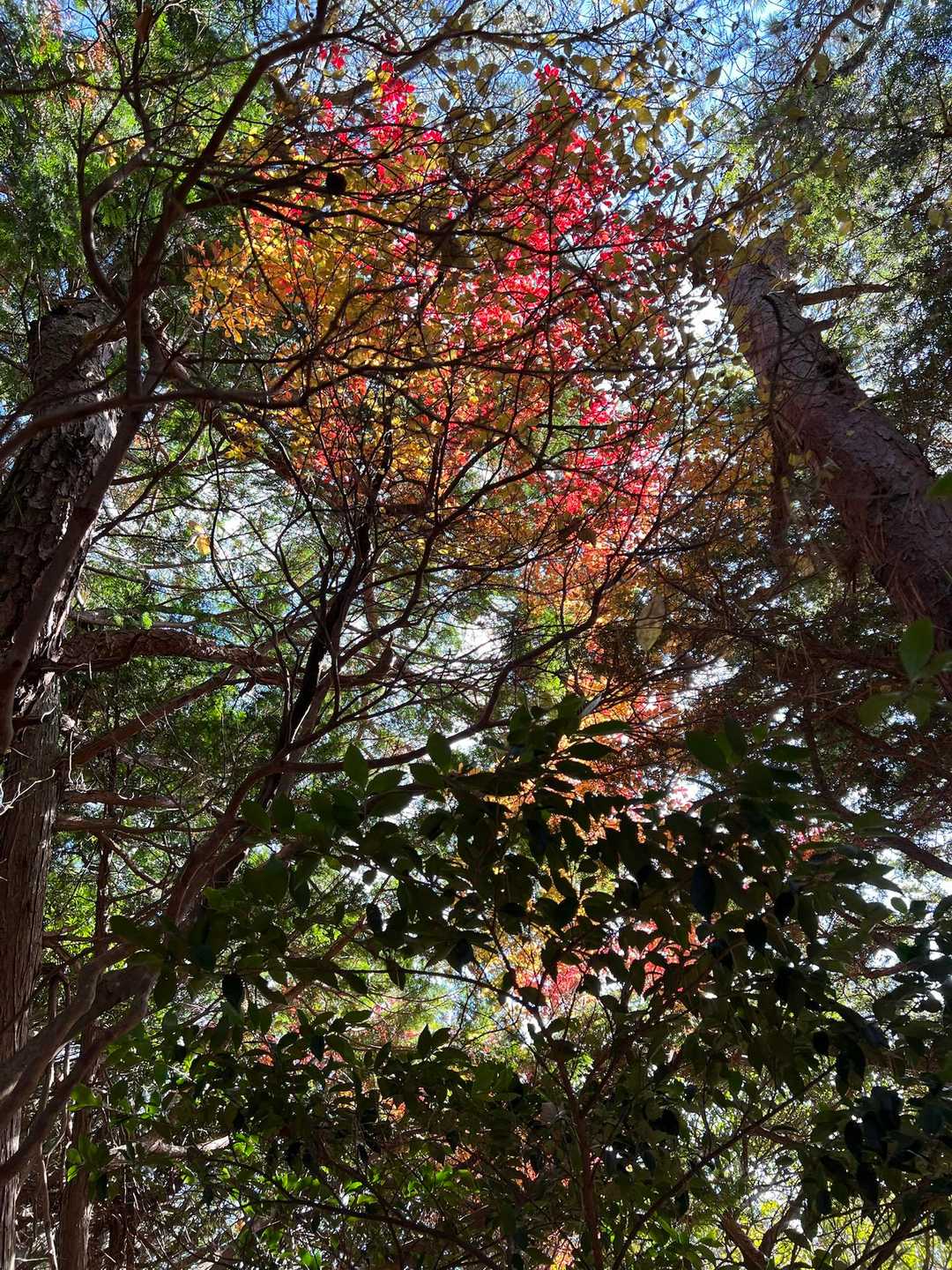 ここにも紅葉🍁