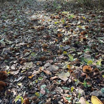 登山口は朝より栗だらけ🌰