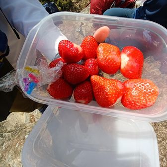 やまたかさんから、イチゴ🍓の差し入れ😍
大きい方が、さつま乙女、小さい方がおいＣべりー、どちらもめちゃ味が濃くて甘くて美味しかったです😊
ご馳走様でした🙏
