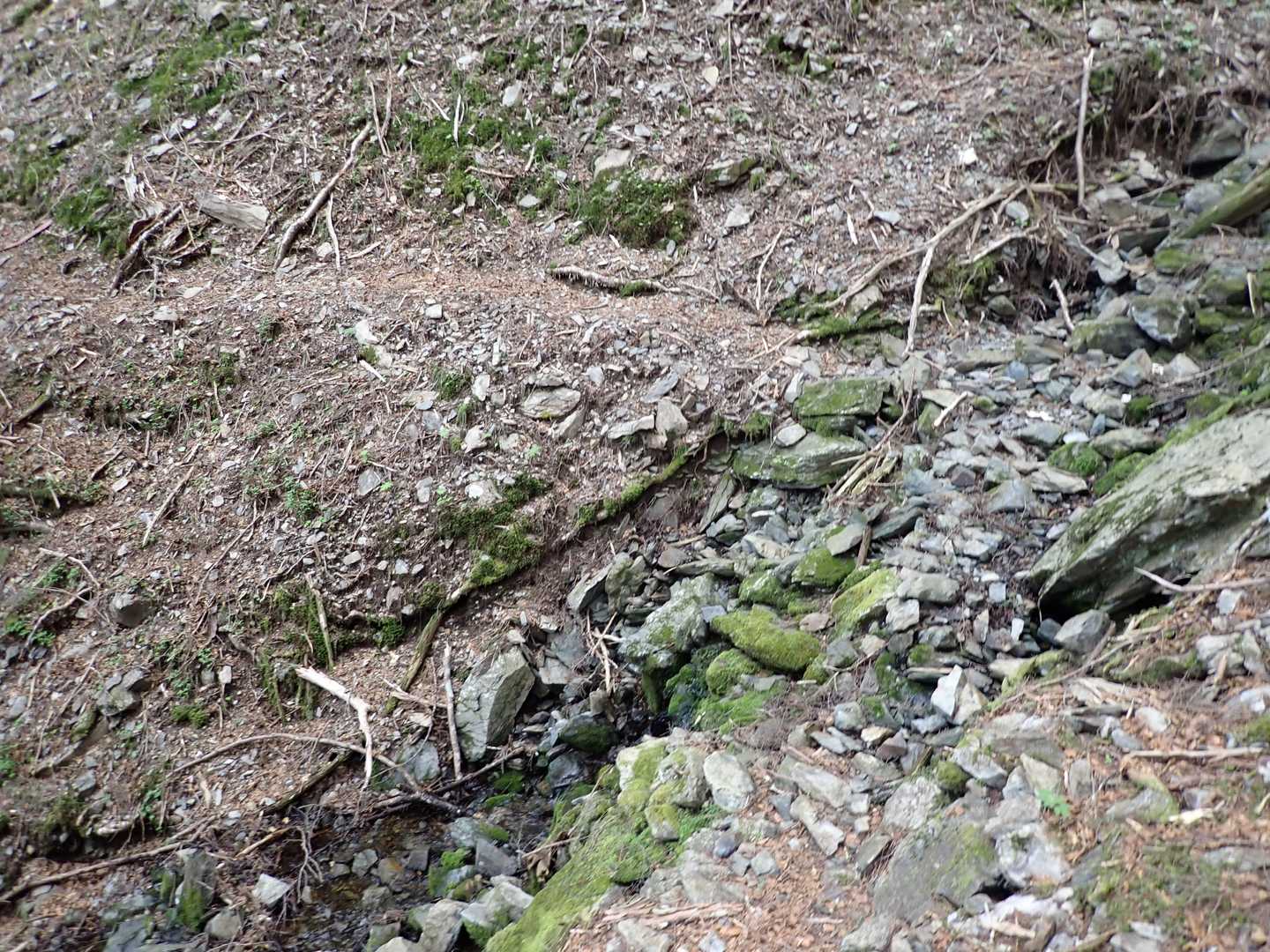 笊ヶ岳登山口-笊ヶ岳 往復コースの写真