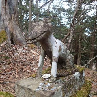 この時期はとにかく🍂がもふもふなので慎重に
お久しぶりの🐺