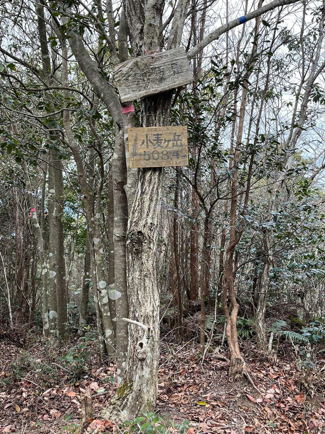 小麦ヶ岳-蕎麦ヶ岳 往復コースの写真