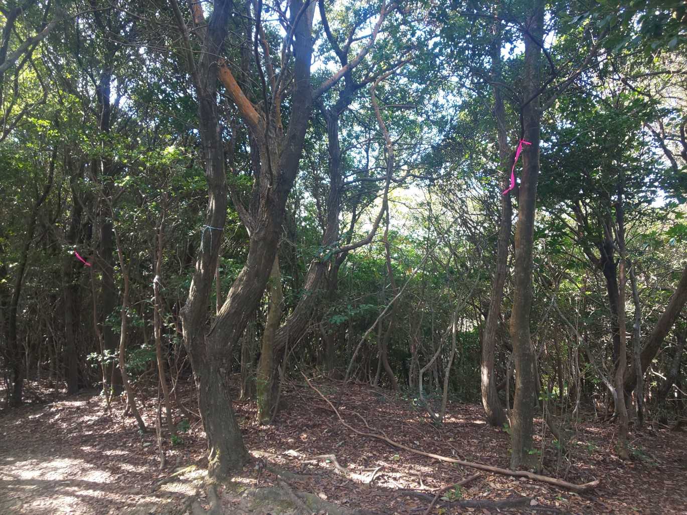 大曲山への分岐
テープがたくさん