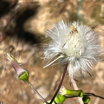 今日のお花はこのフワフワ
と
マツカゼソウくらいかな
マツカゼソウはほとんど蕾、コレからですね