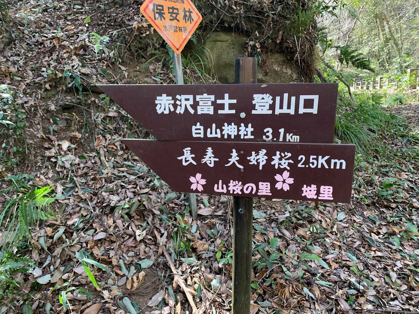 ここに出ました
この看板を見て、桜の季節に来ようと思ったのです