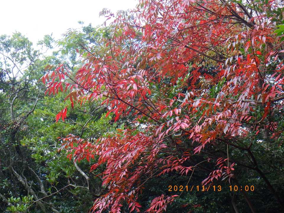 山頂の南端に唯一の紅葉。