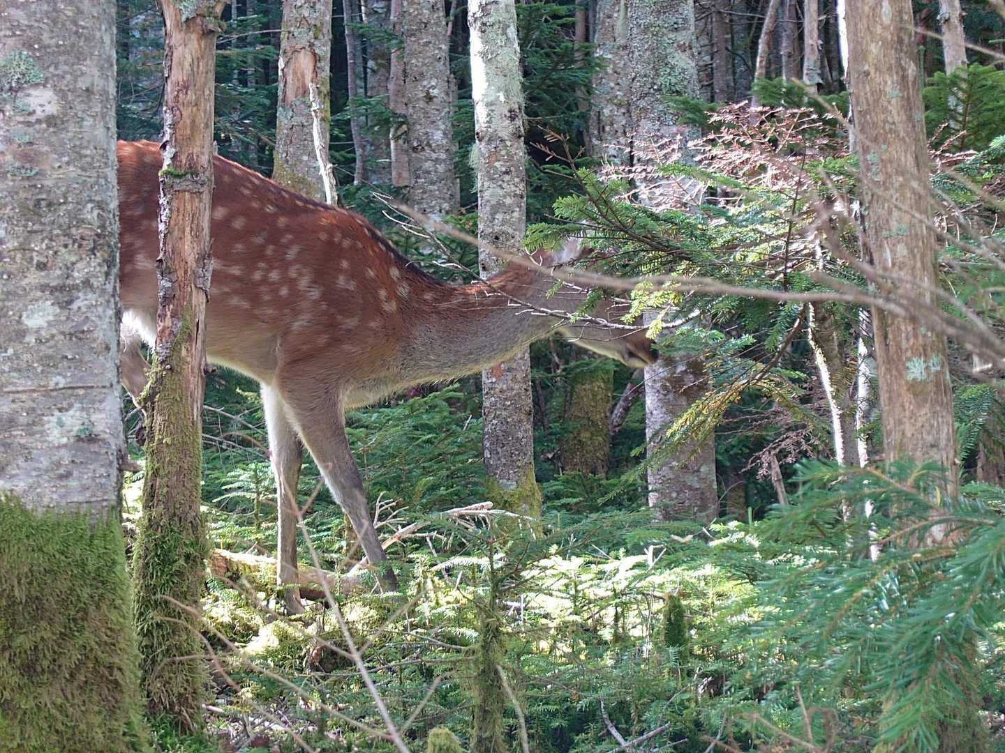 鹿さん🦌