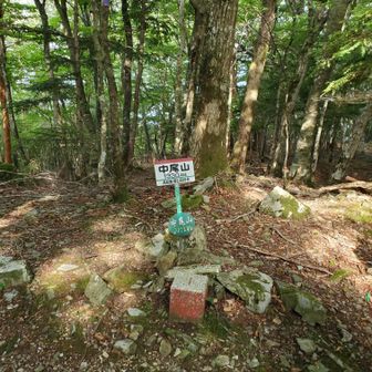 中尾山ピーク。
YAMAPではわかりにくいという情報をちらほら見かけていたけど、僕はわかりやすいと感じた。