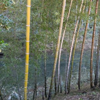 駐車場の下に流れてる津保川の水が透き通ってて綺麗✨️