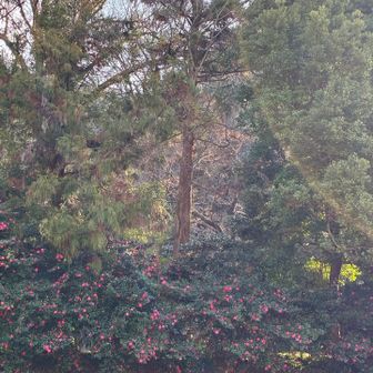 きれいに咲いてました🌺