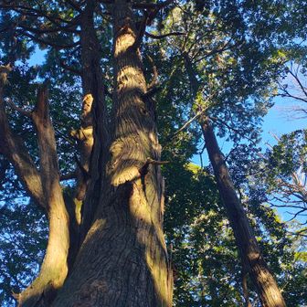 千年杉、どうやら二本の木が融合したようです