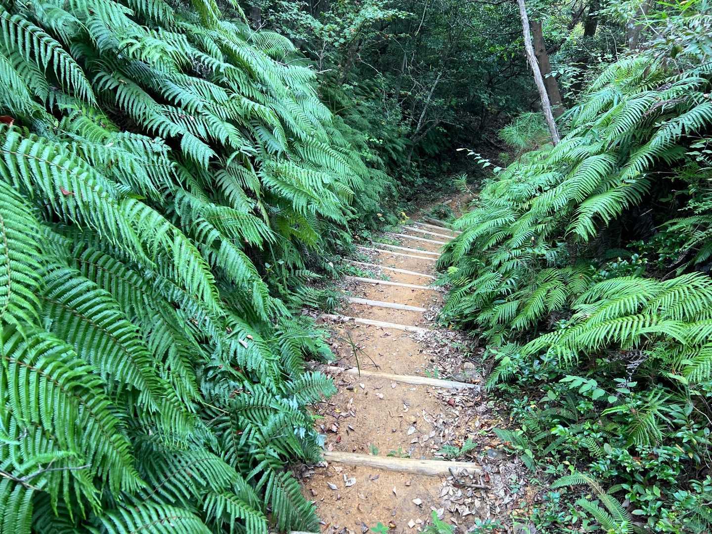 さて下山します。小走りでGO🏃🏼‪💨