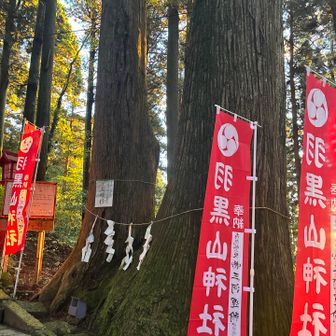 階段のところの夫婦杉🌲🌲