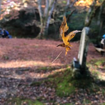 蜘蛛の巣にぶら下がっていました！