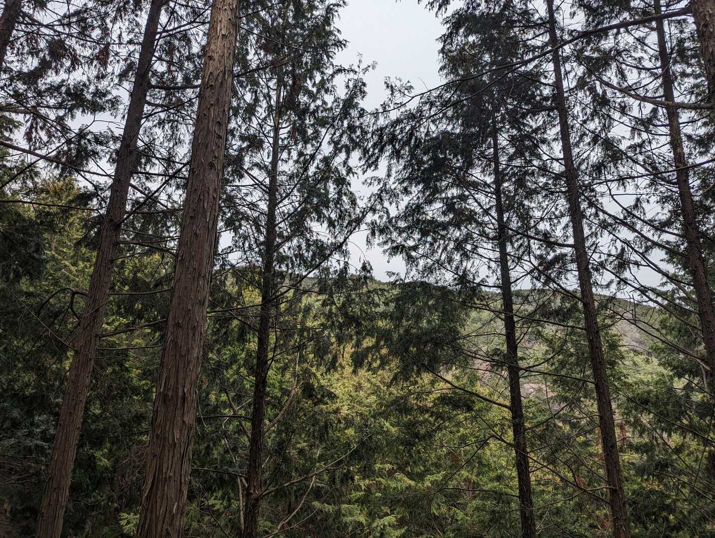 木々の向こうにダイトレの稜線