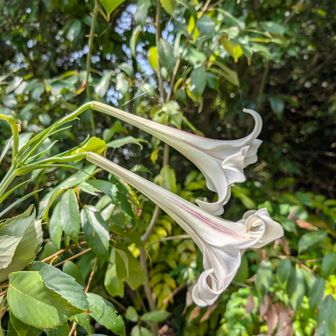 タカサゴユリ🌸🌸。