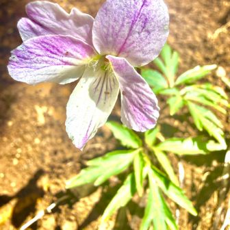 高尾で観察した植物

エイザンスミレ(叡山菫)
     スミレ科スミレ属

　エイザンスミレは葉が3裂し全体の形は三角形、花は直径が2～2.5cmで、淡紅紫色で半日陰を好む菫