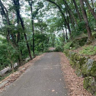 最後の舗装路で、木倒れてる