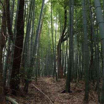 春日山へ
