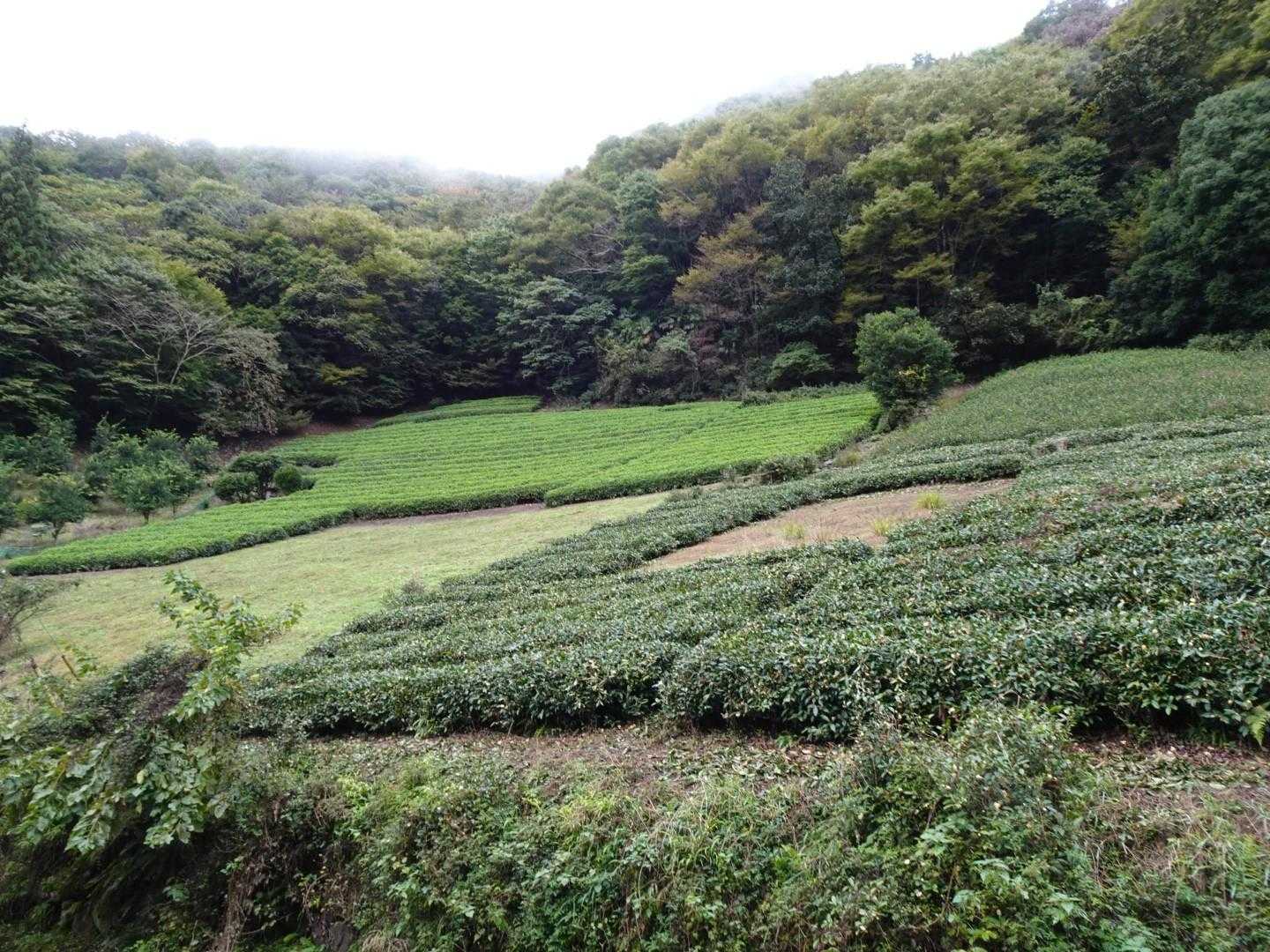 荷田子峠 ・城山・臼杵山登り口-荷田子峠-臼杵山-石津窪山 縦走コースの写真