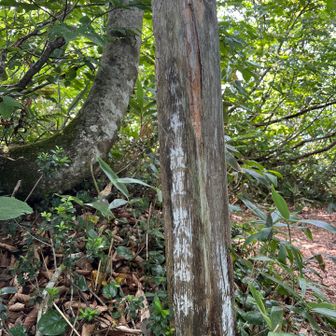 もう一つの標柱は、昭和40年代から現役で建ってるのすごい😳